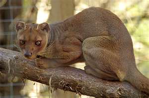 fossa