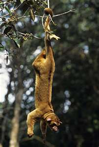 hanging kinkajou