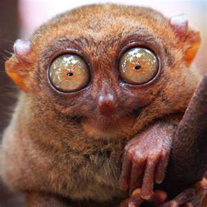 tarsier