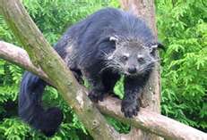 binturong