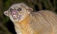 angry kinkajou