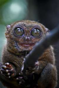 Kurabanda tarsier